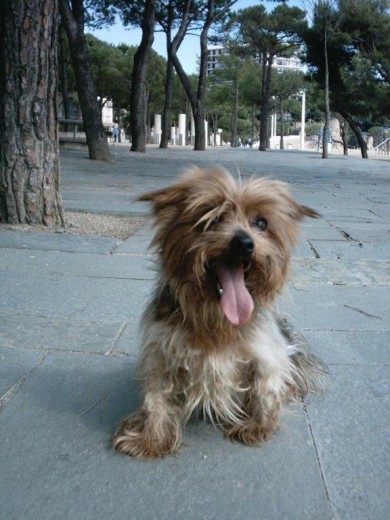 Este era Zeus, un perro como pocos, maton como pocos y ademas de un encanto un cabronazo de tomo y lomo...a pesar de sus pintas desmelenadas, su madre fue la campeona de Francia de la raza...Casi toda su vida tuvo una afeccion de piel y me llevo a juicio por arrancarle parte del belfo a un dogo argentino...ya he dicho que era un cabronazo...Pero se le echa de menos Este era Zeus, un perro como pocos, maton como pocos y ademas de un encanto un cabronazo de tomo y lomo...a pesar de sus pintas desmelenadas, su madre fue la campeona de Francia de la raza...Casi toda su vida tuvo una afeccion de piel y me llevo a juicio por arrancarle parte del belfo a un dogo argentino...ya he dicho que era un cabronazo...Pero se le echa de menos